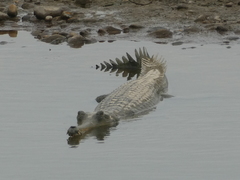 Gavialis gangeticus