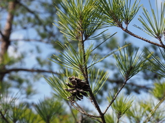 Pinus densiflora