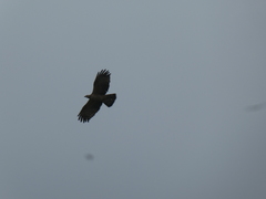 Pernis ptilorhynchus