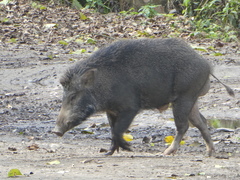 Sus scrofa cristatus