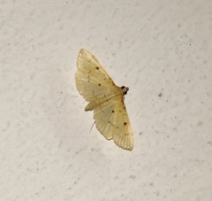 Herpetogramma basalis