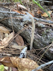 Monotropa uniflora: Herkunft und Verwendung — Foto 2