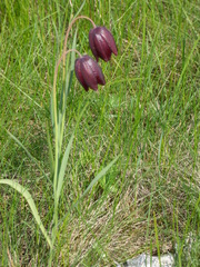 Fritillaria meleagroides