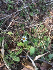 Asteraceae