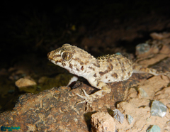 Tenuidactylus caspius