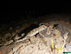 Tenuidactylus caspius