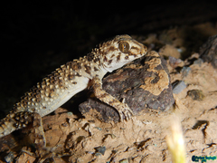 Tenuidactylus caspius