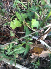 Asteraceae