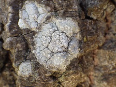 Dirina ceratoniae