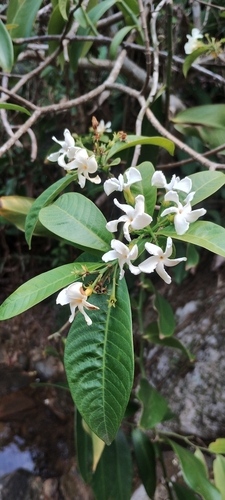 Tabernaemontana catharinensis A.DC.