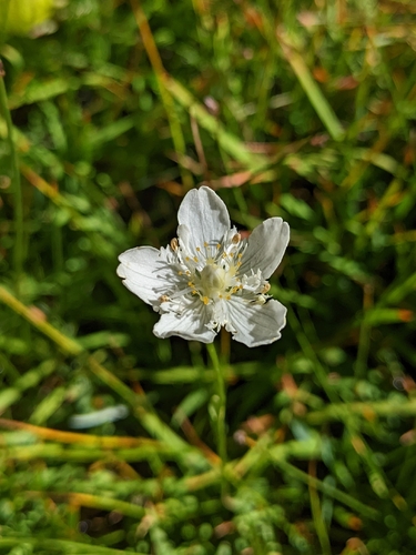 cascade grass-of-parnassus (Parnassia cirrata)
