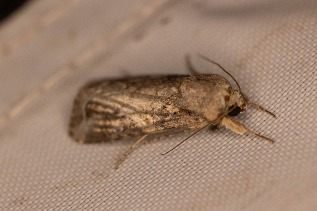 Fall Armyworm Moth from Anderson Mill, Austin, TX 78750, USA on ...