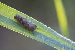 Allygidius atomarius