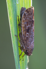 Allygidius atomarius