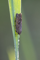 Allygidius atomarius