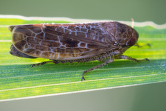 Allygidius atomarius