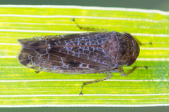 Allygidius atomarius