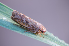 Allygidius atomarius