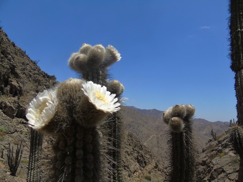 Eulychnia iquiquensis ssp. iquiquensis