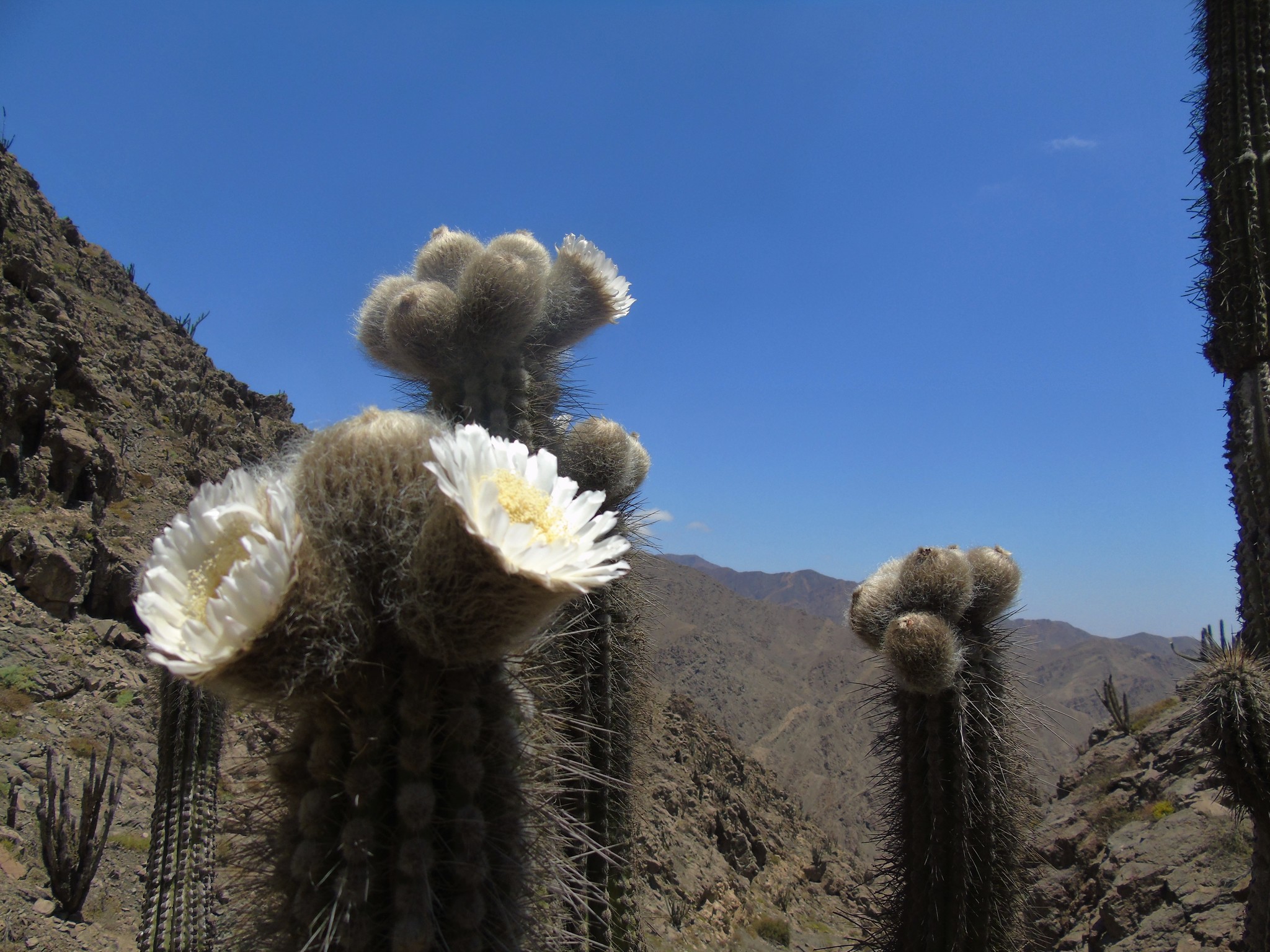 Eulychnia iquiquensis ssp. iquiquensis