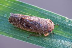 Allygidius atomarius