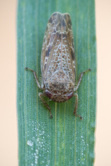 Allygidius atomarius