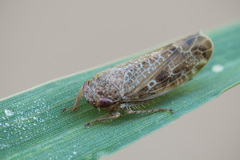 Allygidius atomarius