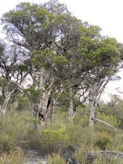 Melaleuca preissiana