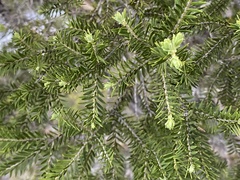 Melaleuca preissiana