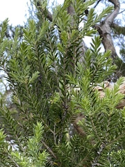Melaleuca preissiana