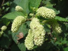 Varronia multispicata