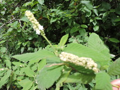 Varronia multispicata