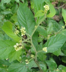 Varronia multispicata