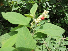 Varronia multispicata