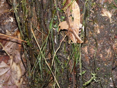 Psilotum complanatum