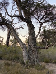 Melaleuca preissiana