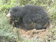 Melursus ursinus ursinus