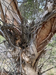 Melaleuca preissiana