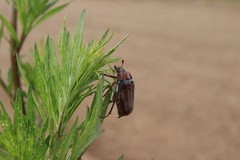 Melolontha hippocastani