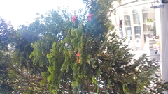 Spathodea campanulata