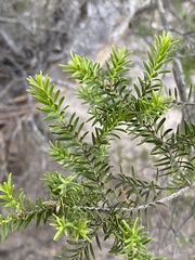 Melaleuca preissiana