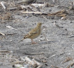 Anthus spragueii