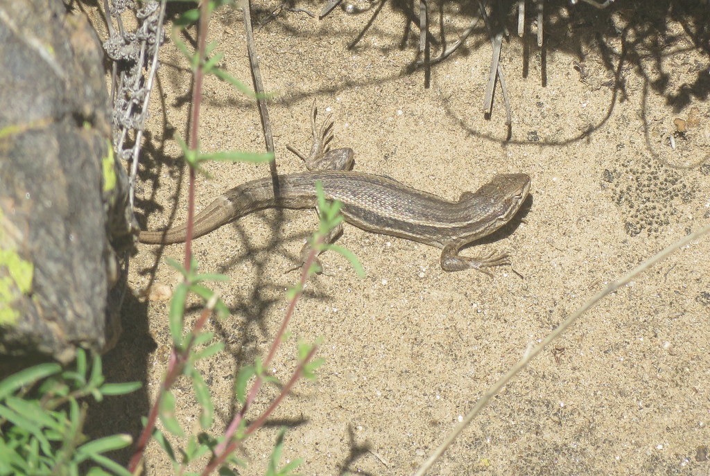 Liolaemus ramirezae