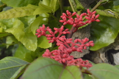 Cissus biformifolia