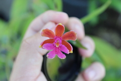 Epidendrum schweinfurthianum