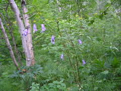 Aconitum fischeri