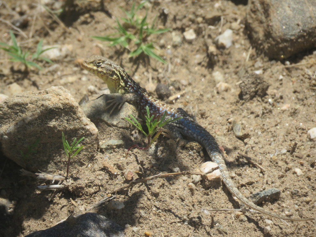 Pacha Tree Iguana