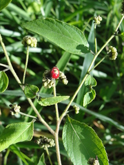 Varronia polycephala