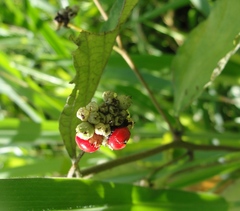 Varronia polycephala