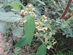 Varronia polycephala